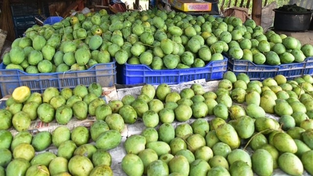 কেনাবেচা জমজমাট আমের বাজারে!