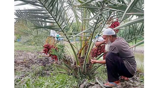 নিজ উদ্যোগে সৌদি খেজুরের বাগান করলেন সিরাজুল